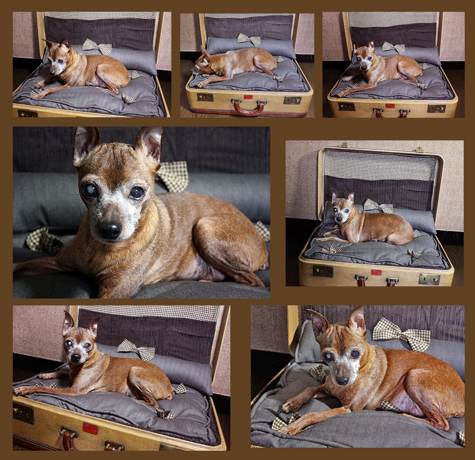 Vintage Suitcase Dog Bed