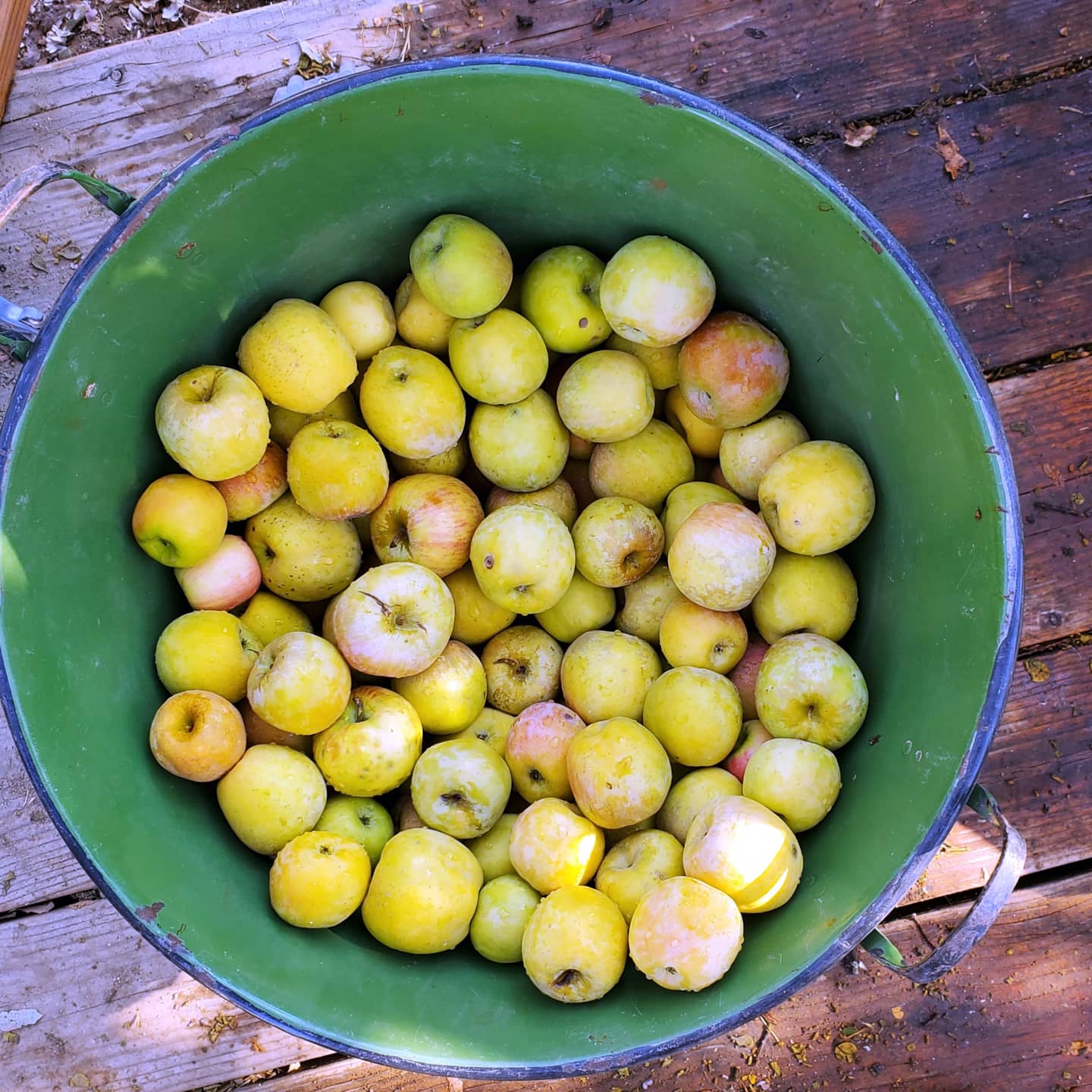 Pressing Cider